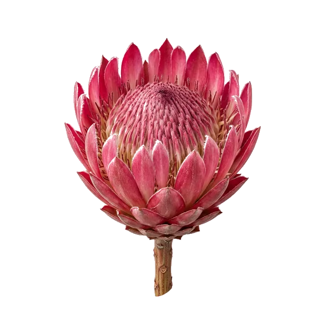 Нежный рассвет