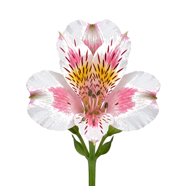 Нежный рассвет